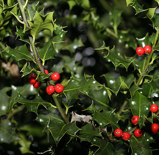 Holly-plant